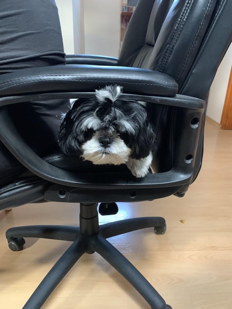 Shih Tzu