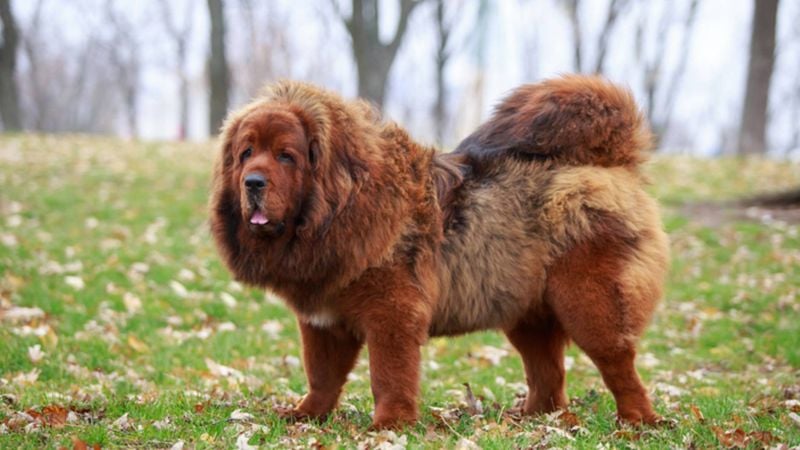 Tibetan Mastiff: The Mountain Sentinel
