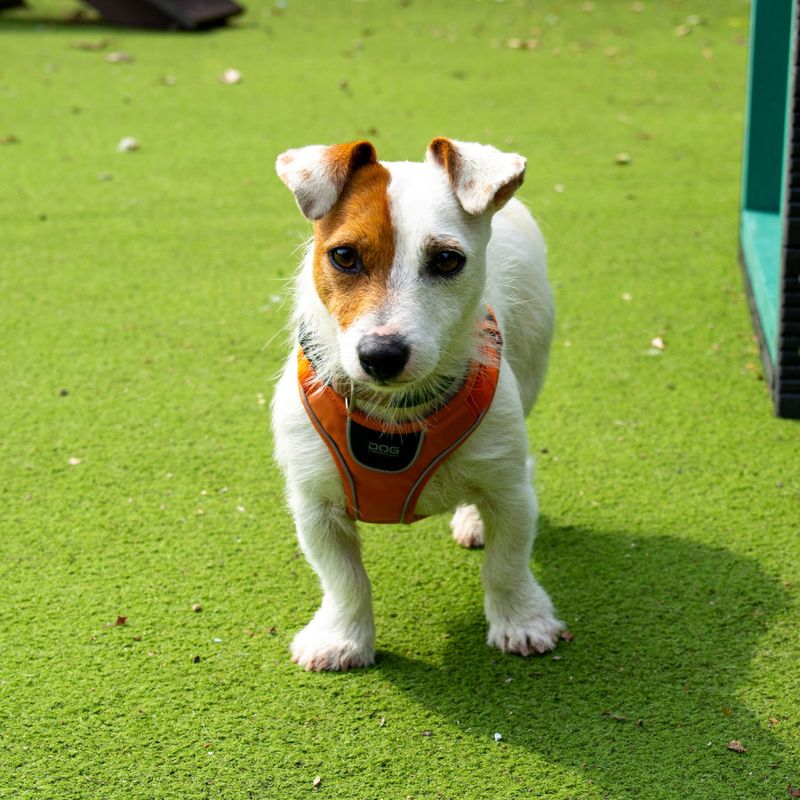 Jack Russell Terrier