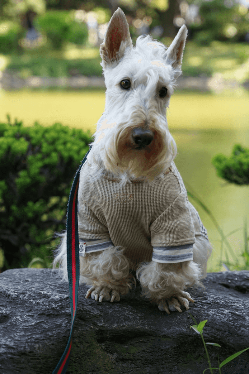 Scottish Terrier
