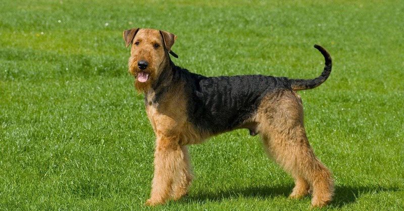 Airedale Terrier