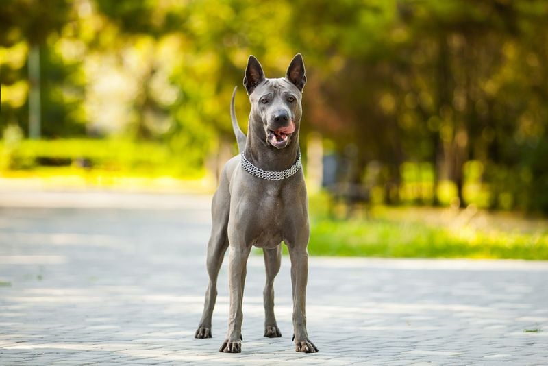 Thai Ridgeback (Thailand)