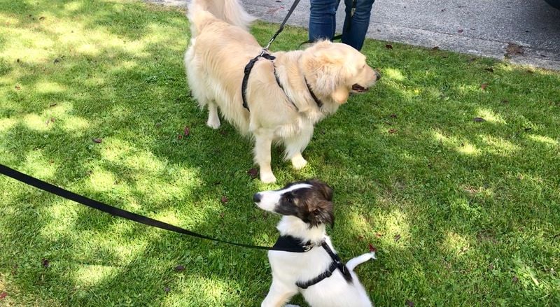 Using a Tight Leash