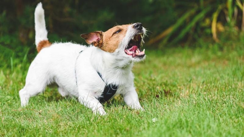 Aggression Triggers
