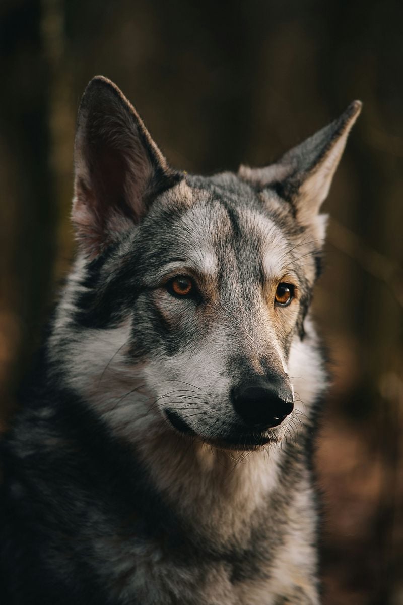 Saarloos Wolfdog: The Dutch Wolf Hybrid