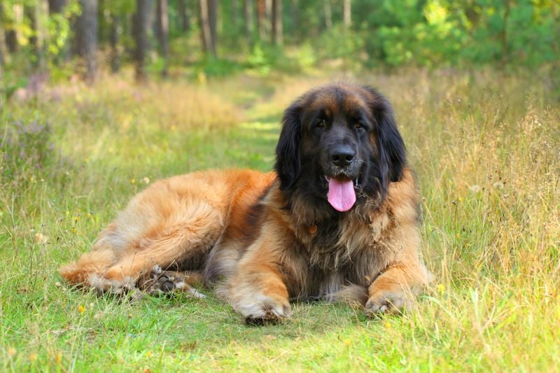 Leonberger: The Gentle Forest Giant