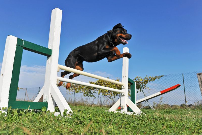 Rottweiler: The Thoughtful Powerhouse