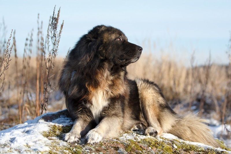 Caucasian Shepherd Dog