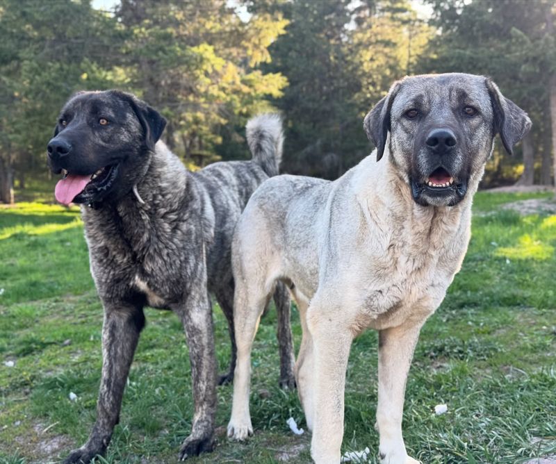 Anatolian Shepherd: The Ancient Turkish Guardian