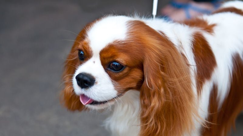 Cavalier King Charles Spaniels: Lap-Sized Empaths
