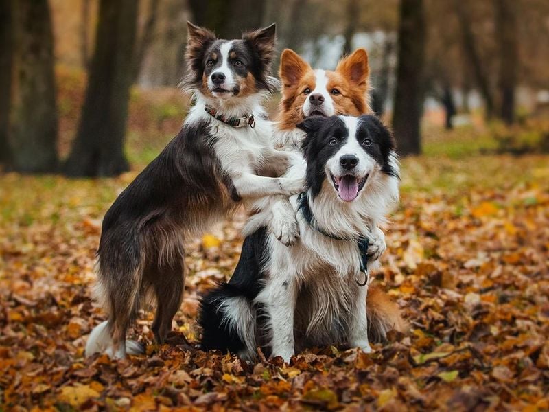 Border Collie
