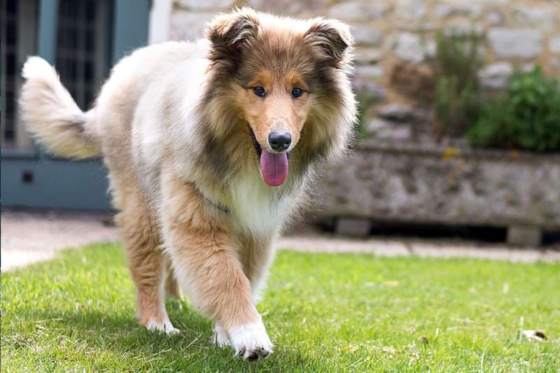 Collie: The Devoted Protector