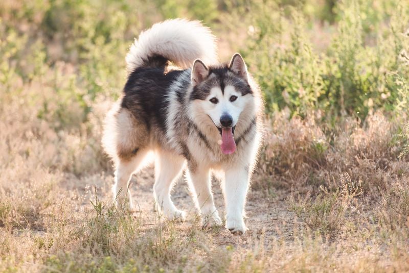 Alaskan Malamutes
