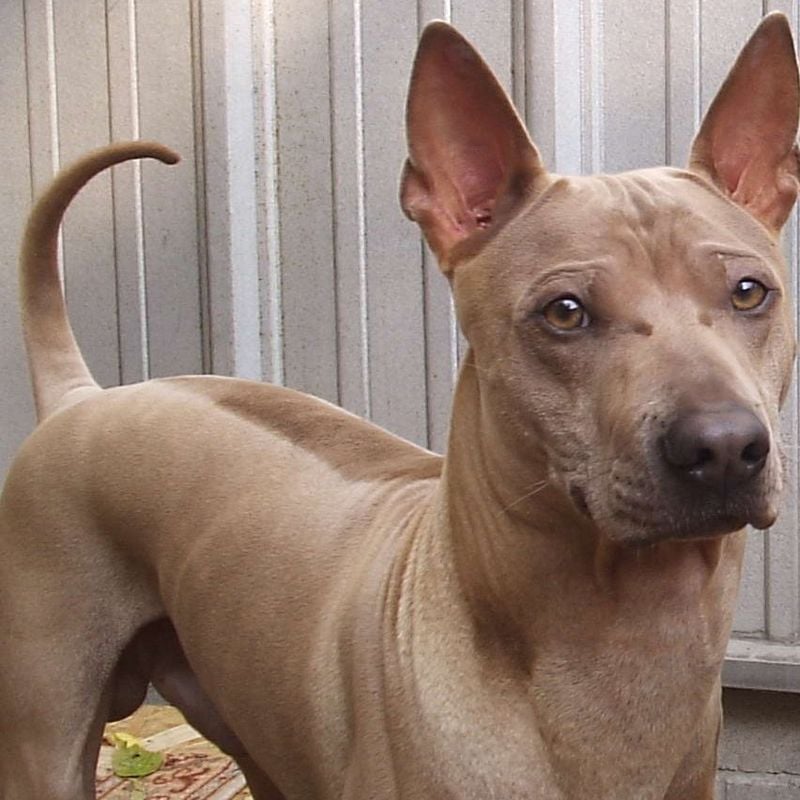 Thai Ridgeback