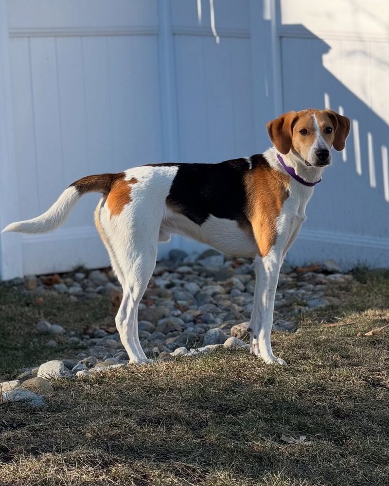 American Foxhound: Independent Hunter with Selective Hearing