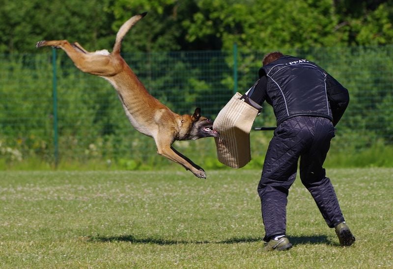 Belgian Malinois
