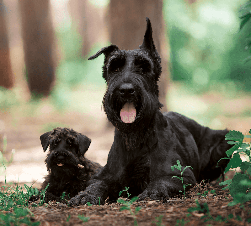 Distinguished Giant Schnauzer: The Bearded Guardian
