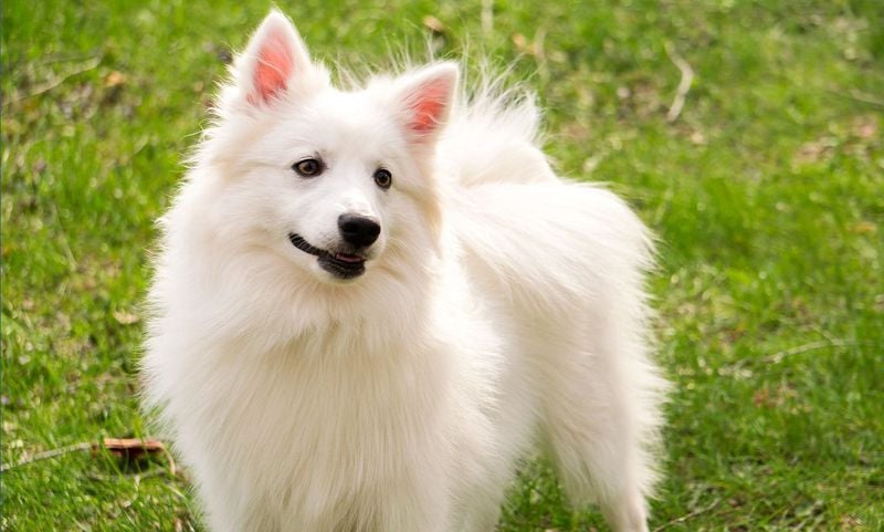 American Eskimo Dog (Miniature)