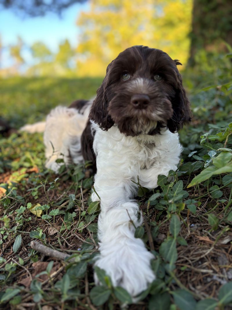 Labradoodle: The Versatile Companion