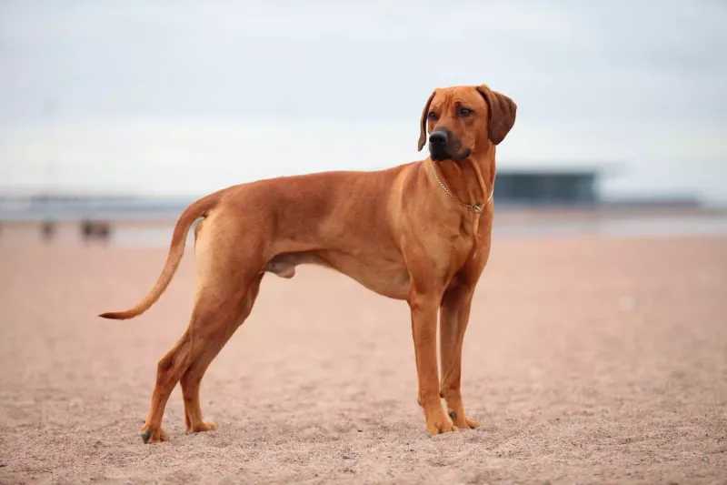 Rhodesian Ridgeback: The Lion Hunter