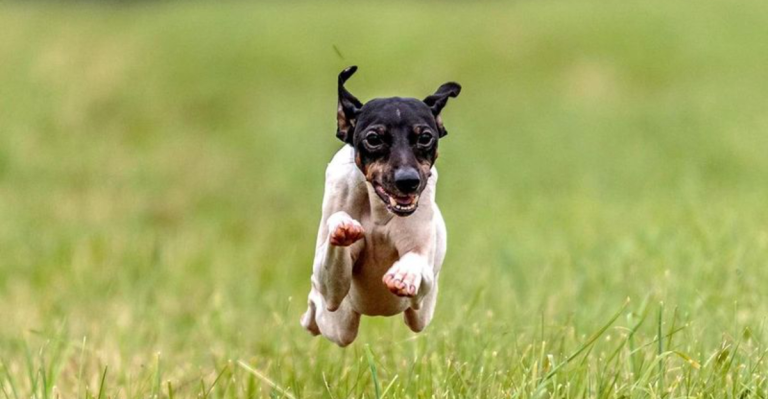 Meet the 23 Smallest Dog Breeds In the World
