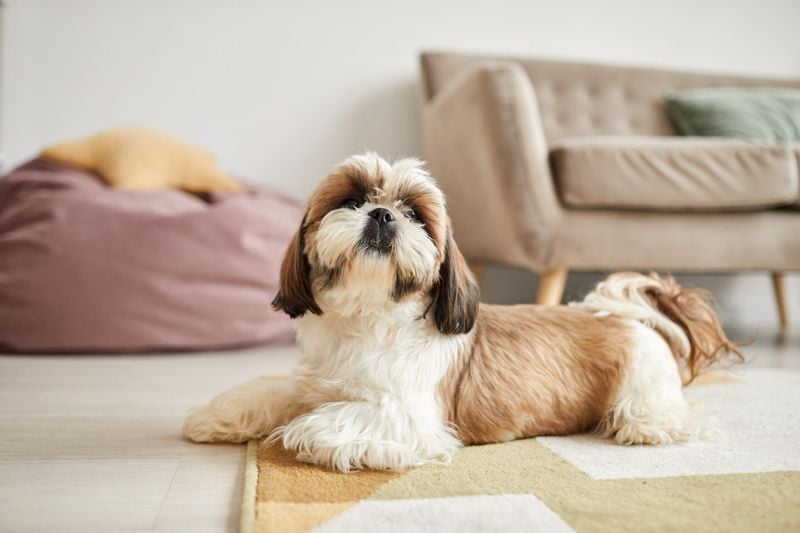 Shih Tzus