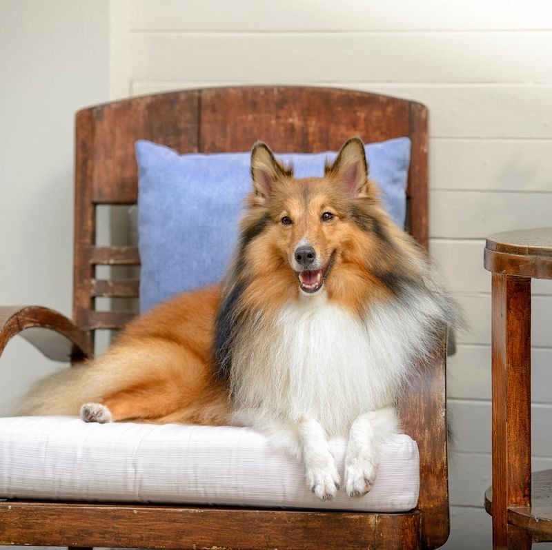Collie: The Compassionate Guardian