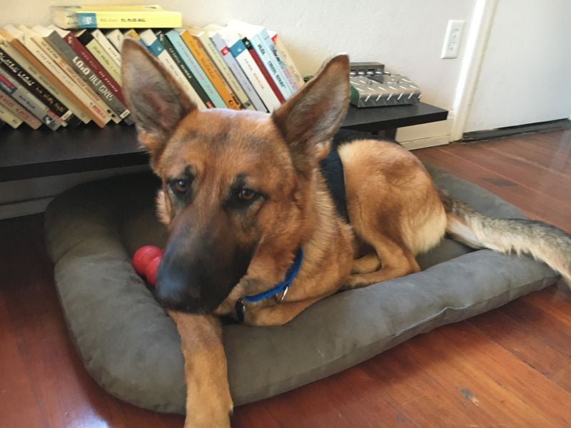 German Shepherd: The Loyal Protester