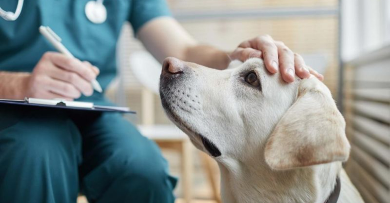My Best Friend Is a Vet. Here Are 10 Things He Wishes Every Dog Owner Knew.