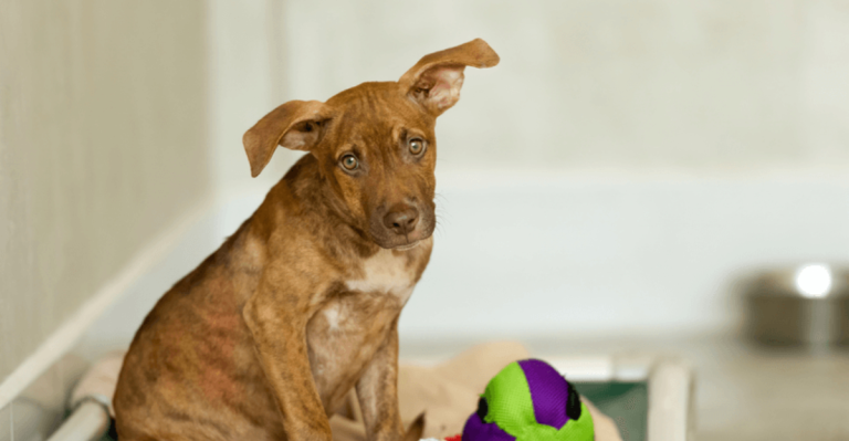 My Dog Is a Rescue. Here Are 10 Things I Wish I Knew Before Adopting.