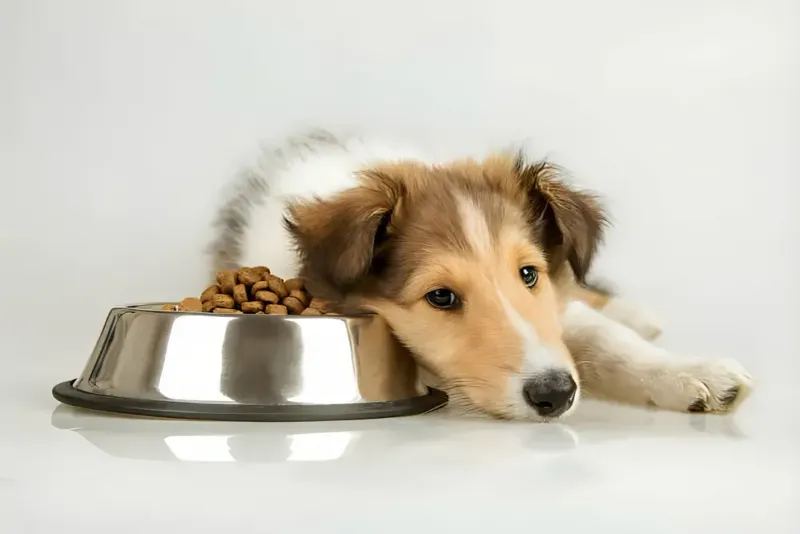 Change in Food or Feeding Routine