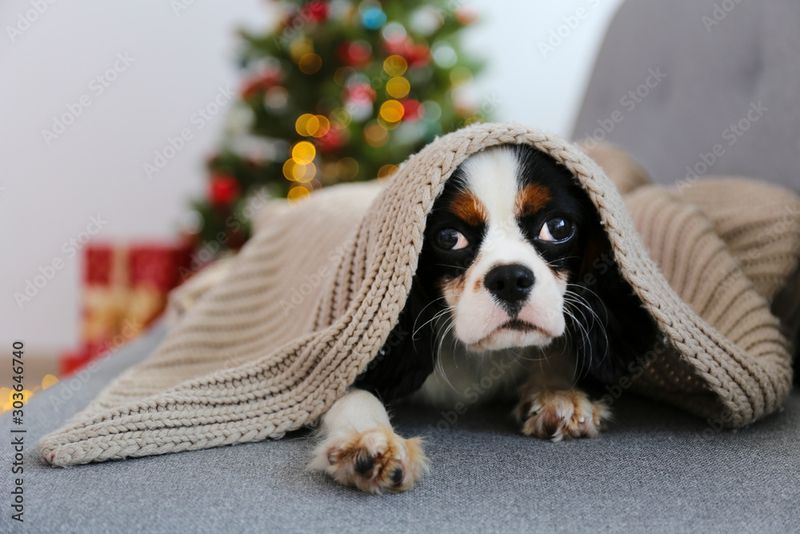 Cavalier King Charles Spaniel