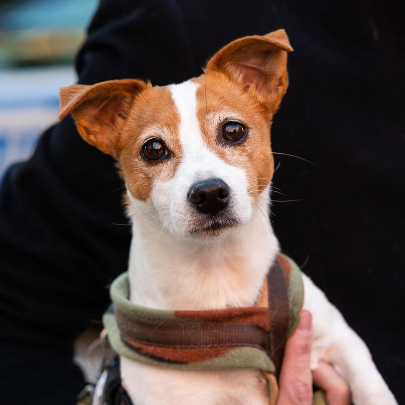 Jack Russell Terriers: Tiny Tornados of Energy
