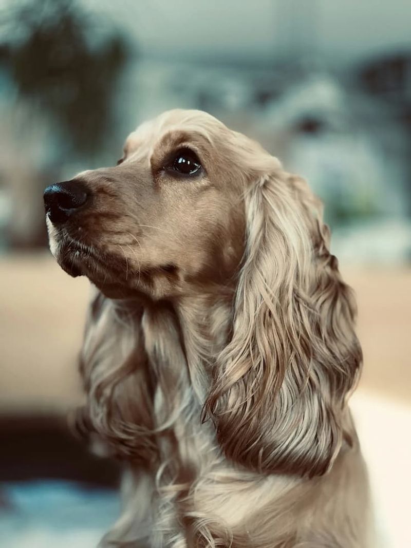 Cocker Spaniel: The Merry Moppet