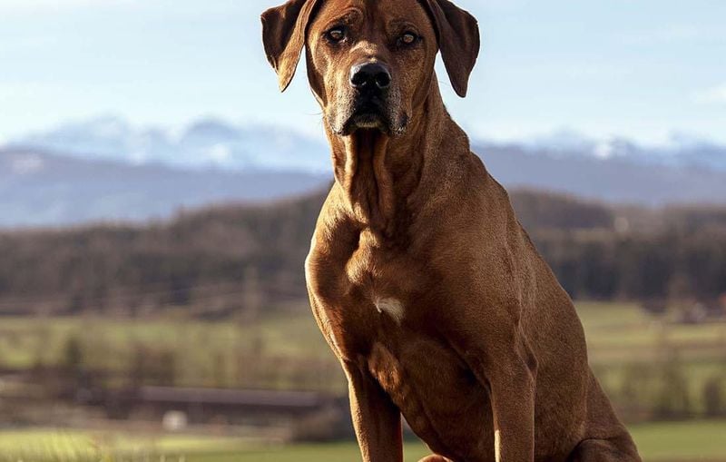 Rhodesian Ridgeback