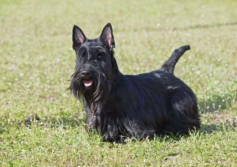 Scottish Terrier: The Dignified Diehard