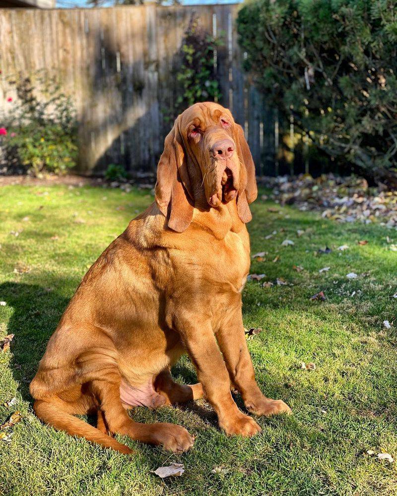 Bloodhound