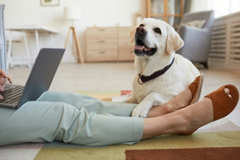 Labrador Retriever