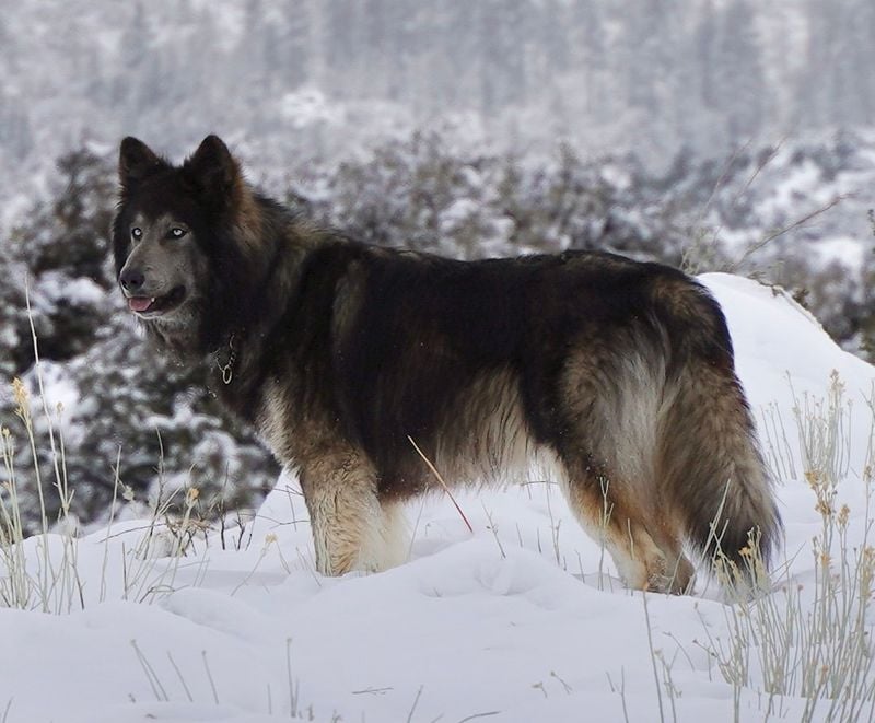 Black Utonagan