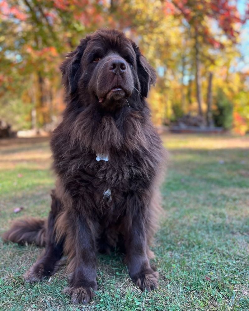Newfoundland's Wet Dog Woes