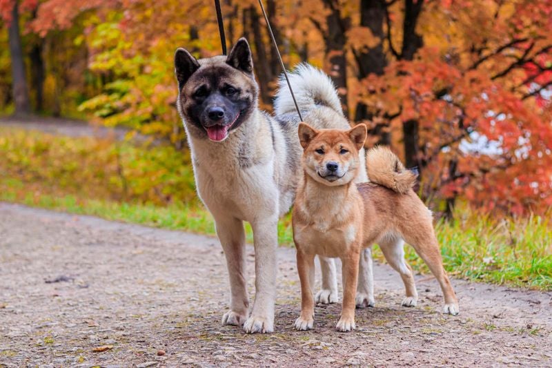 Akita vs. Shiba Inu