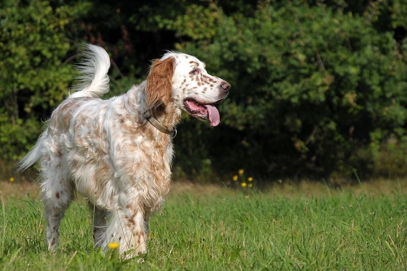 English Setter