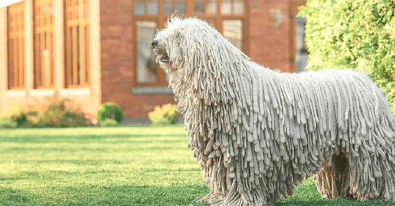 Komondor