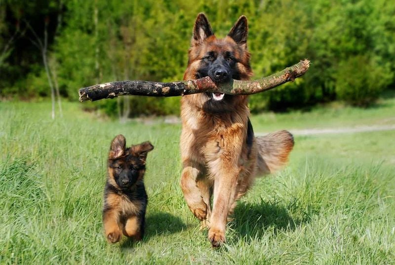 German Shepherd: Protective Instincts Gone Awry