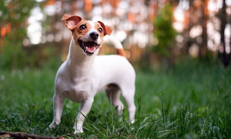 Jack Russell Terrier: The Busy Multitasker