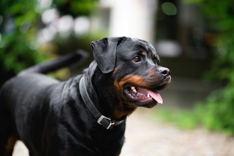 Rottweiler