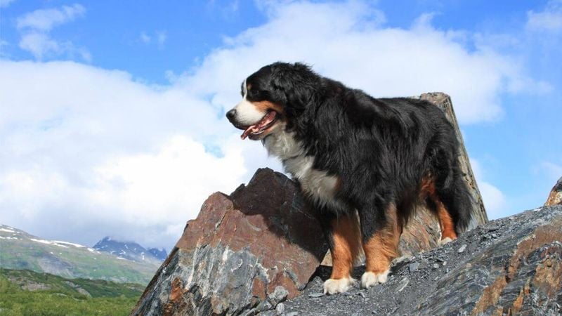 Bernese Mountain Dog