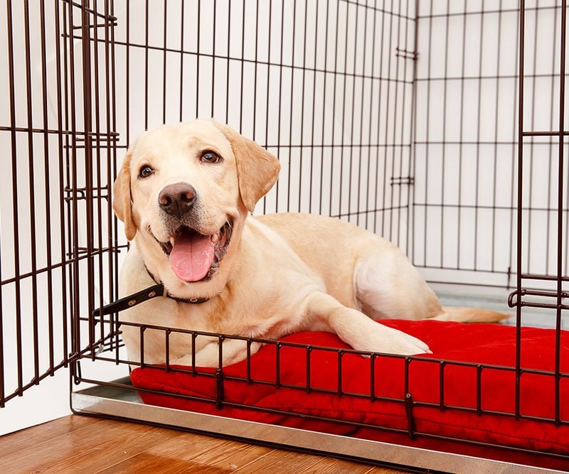 Labrador Retriever