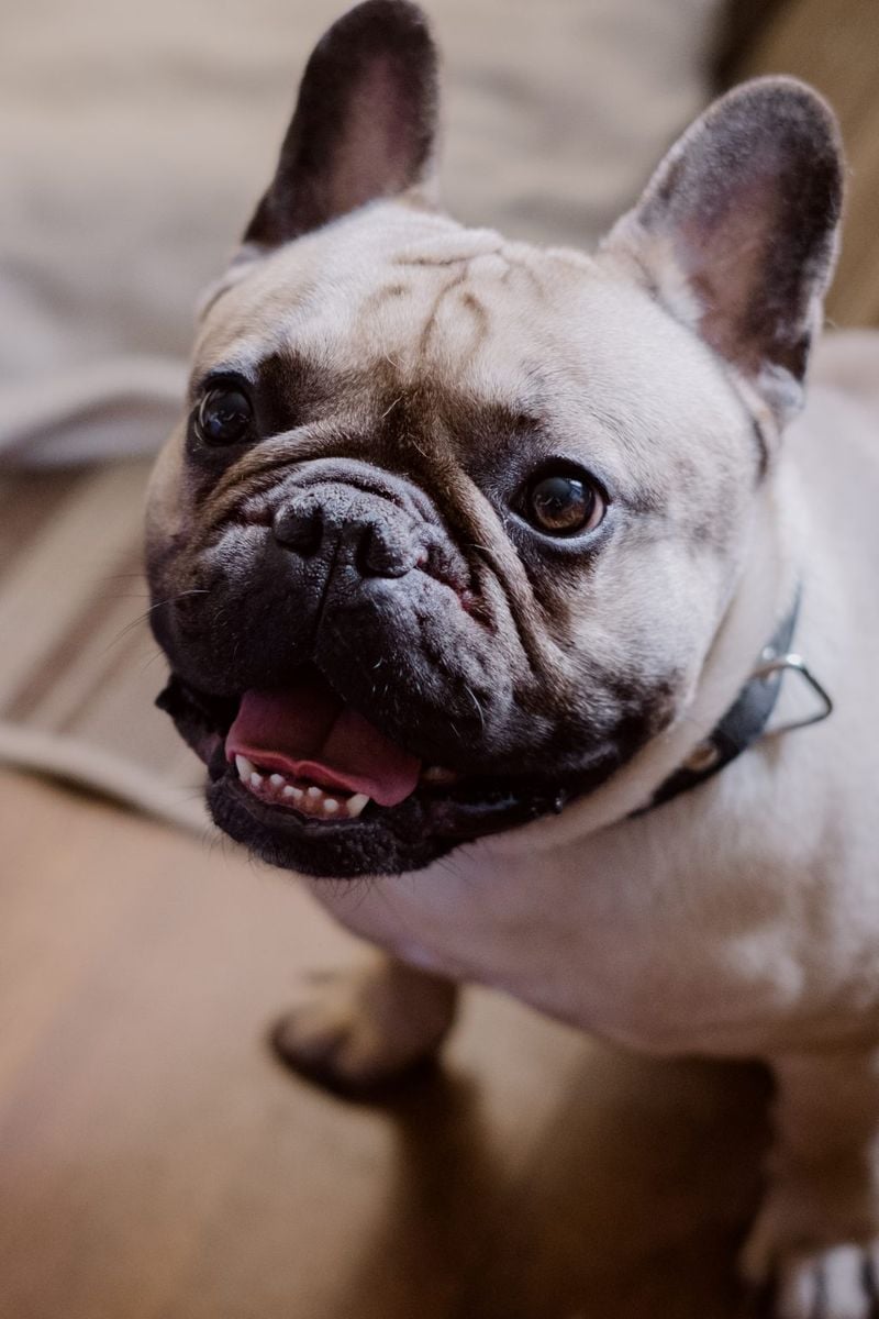 French Bulldog
