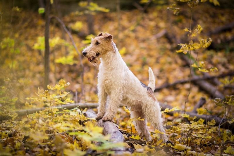 Fox Terrier: The Perpetual Motion Machine